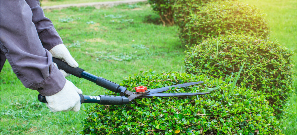 How do I choose a lawn care service?