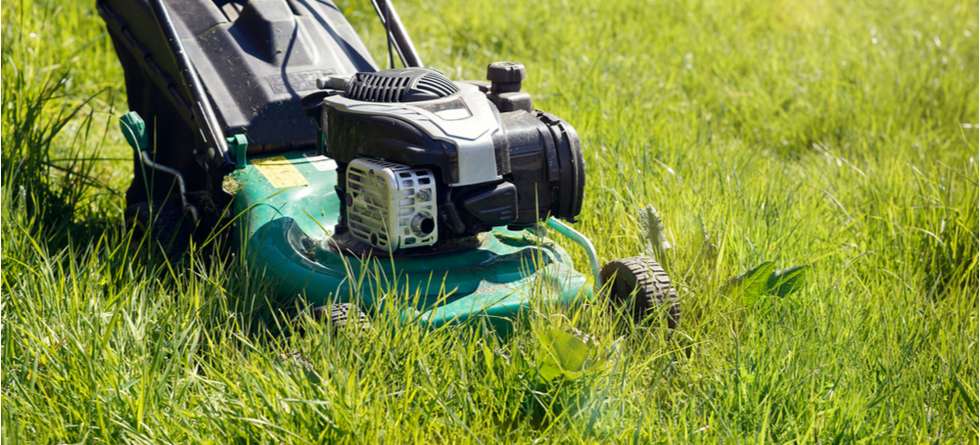 Is it better to leave your lawn long or short for winter?