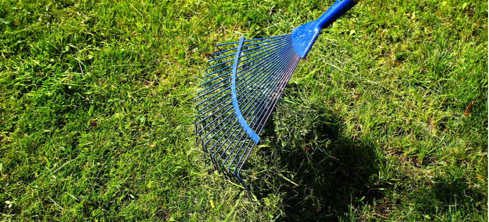 Should I rake my lawn after mowing?