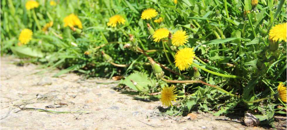 What will kill dandelions but not grass?