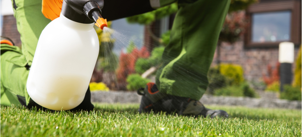 When Should I spray my lawn for weeds?