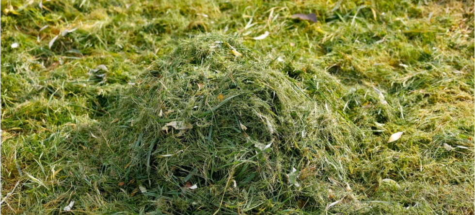 Will leaving grass clippings kill grass?